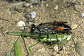 Sphex funerarius Weibchen mit Heuschrecke