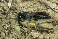 Tachysphex helveticus Weibchen mit Heuschrecke