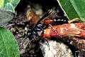 Tachysphex pompiliformis Weibchen mit Heuschrecke