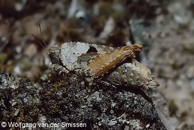 Dornschrecke Tetrix tenuicornis (Langfühler-Dornschrecke) Weibchen