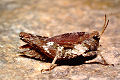Gemeine Dornschrecke Tetrix undulata Weibchen
