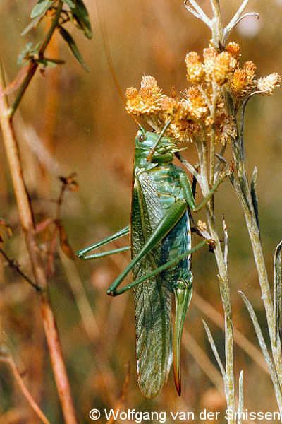Laubheuschrecke Tettigonia viridissima (Grünes Heupferd) Weibchen