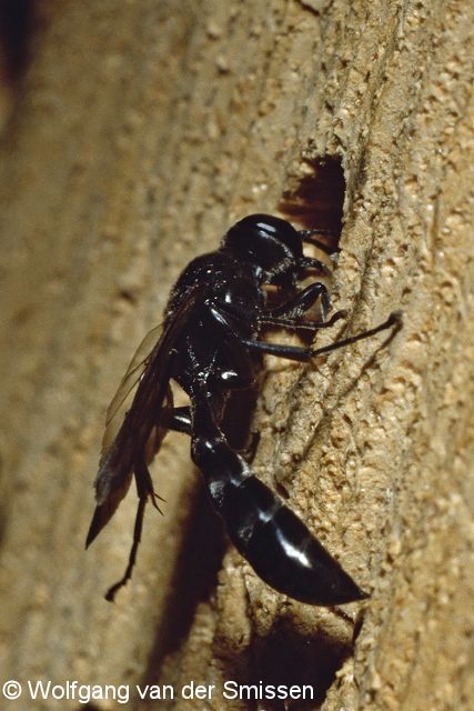 Grabwespe Trypoxylon figulus Weibchen